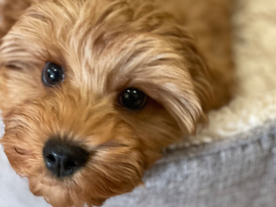 Extensively Health tested Cavapoo puppy 