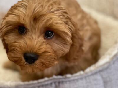 Extensively Health tested Cavapoo puppy 