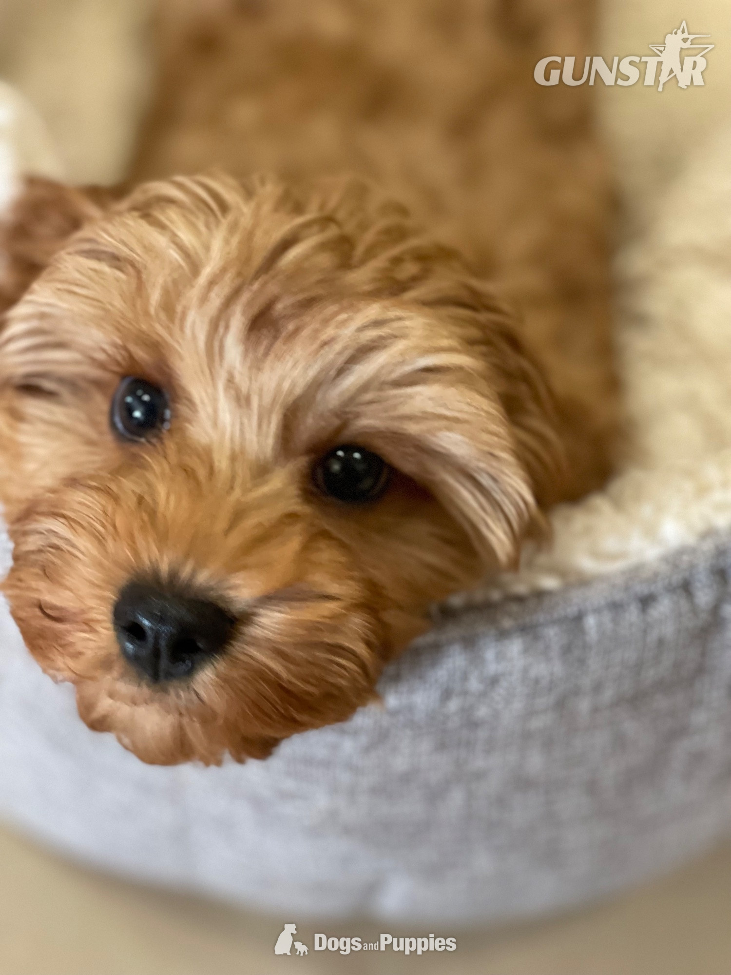 Extensively Health tested Cavapoo puppy  in 