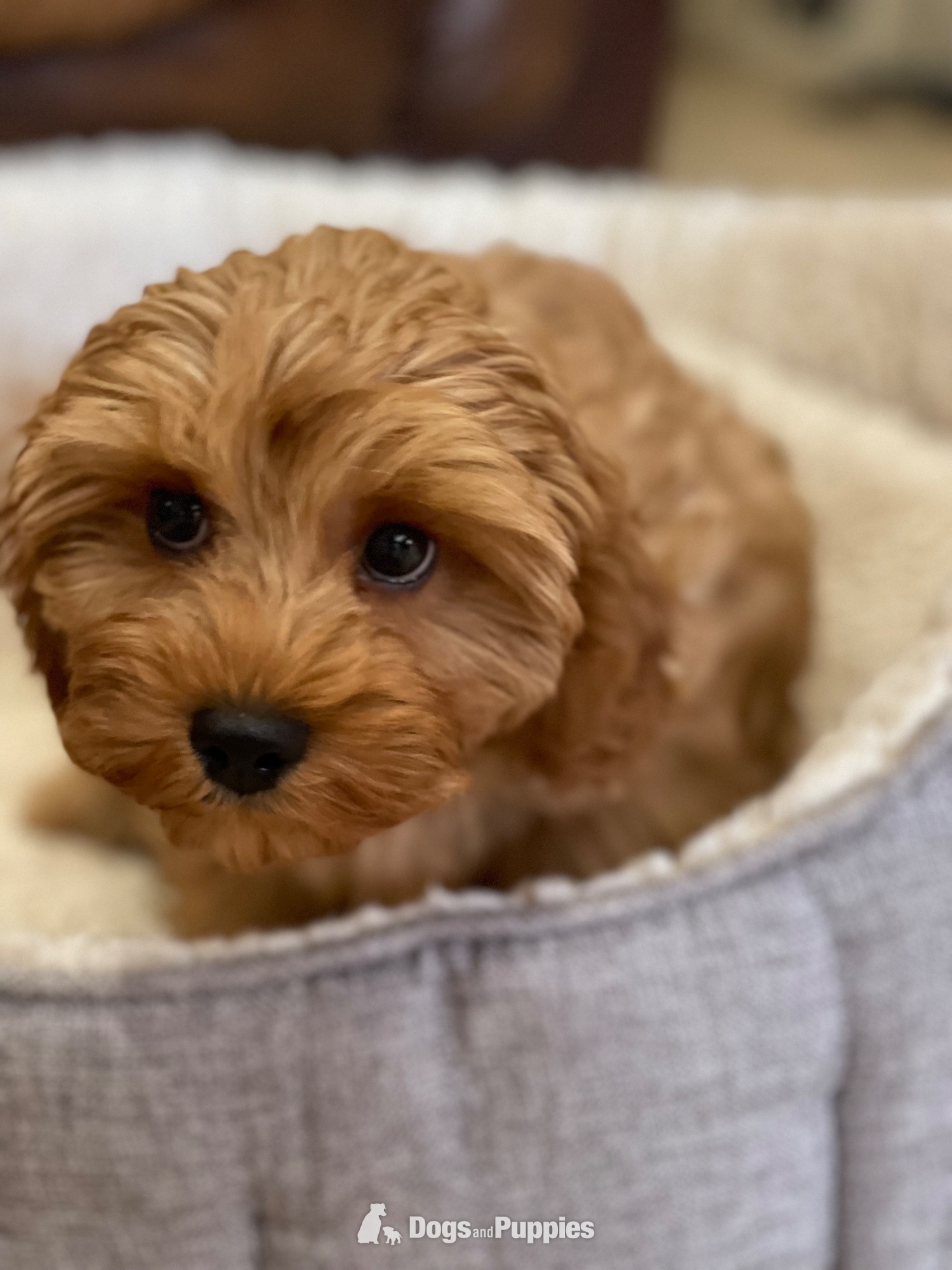  Extensively Health tested Cavapoo puppy 