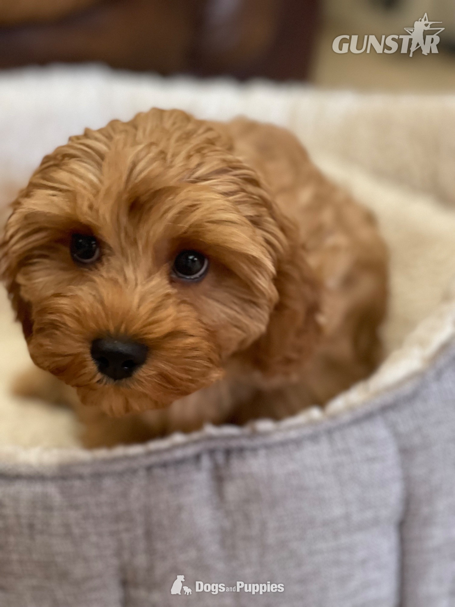 Extensively Health tested Cavapoo puppy  in 