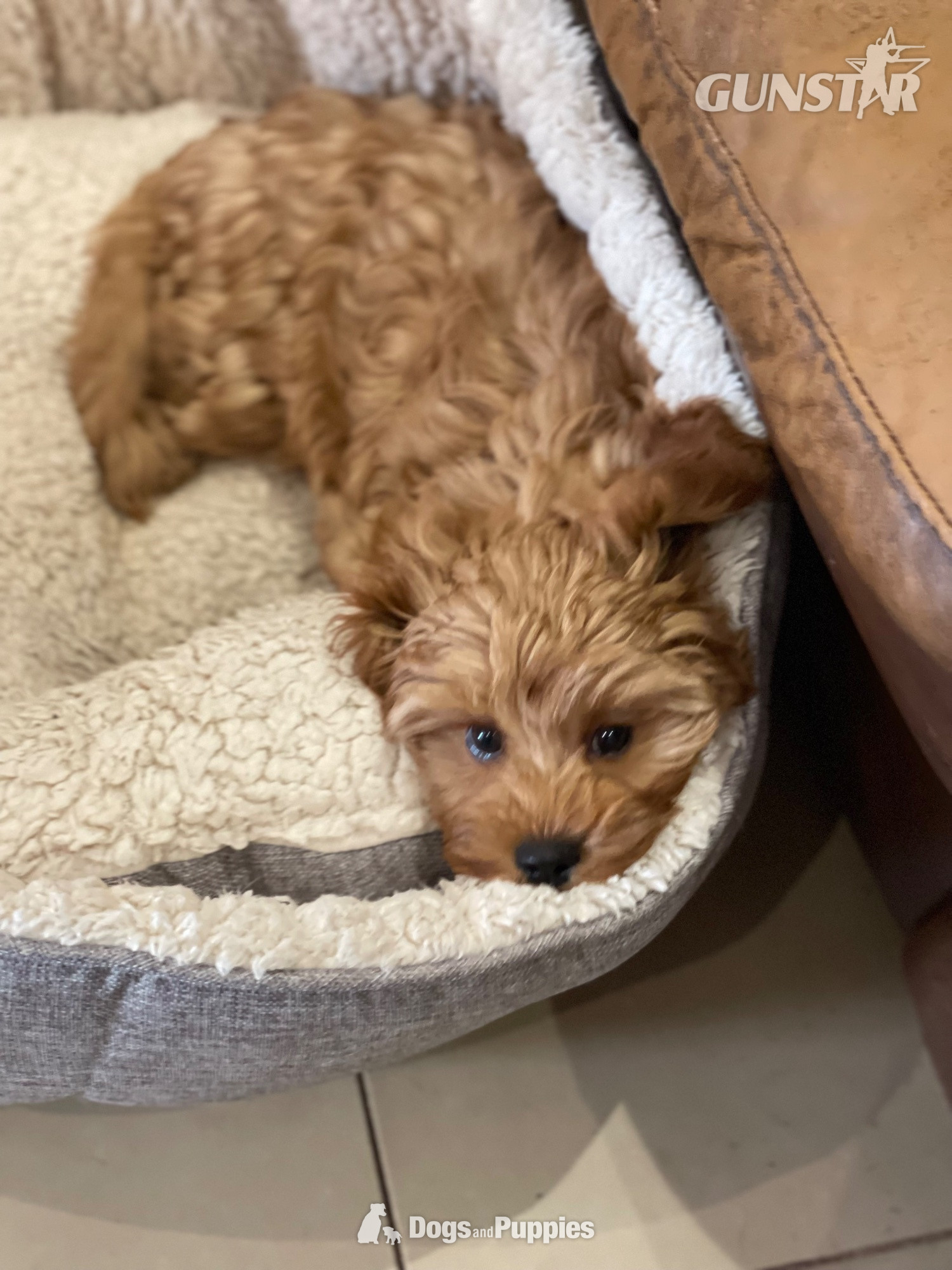 Extensively Health tested Cavapoo puppy  - {CATEGORY} in 