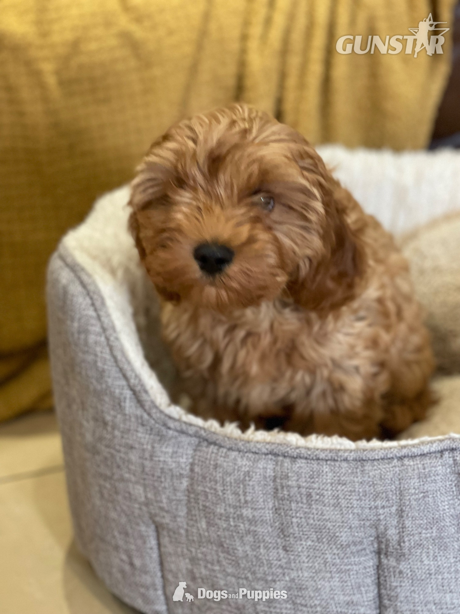 Extensively Health tested Cavapoo puppy  - {CATEGORY}