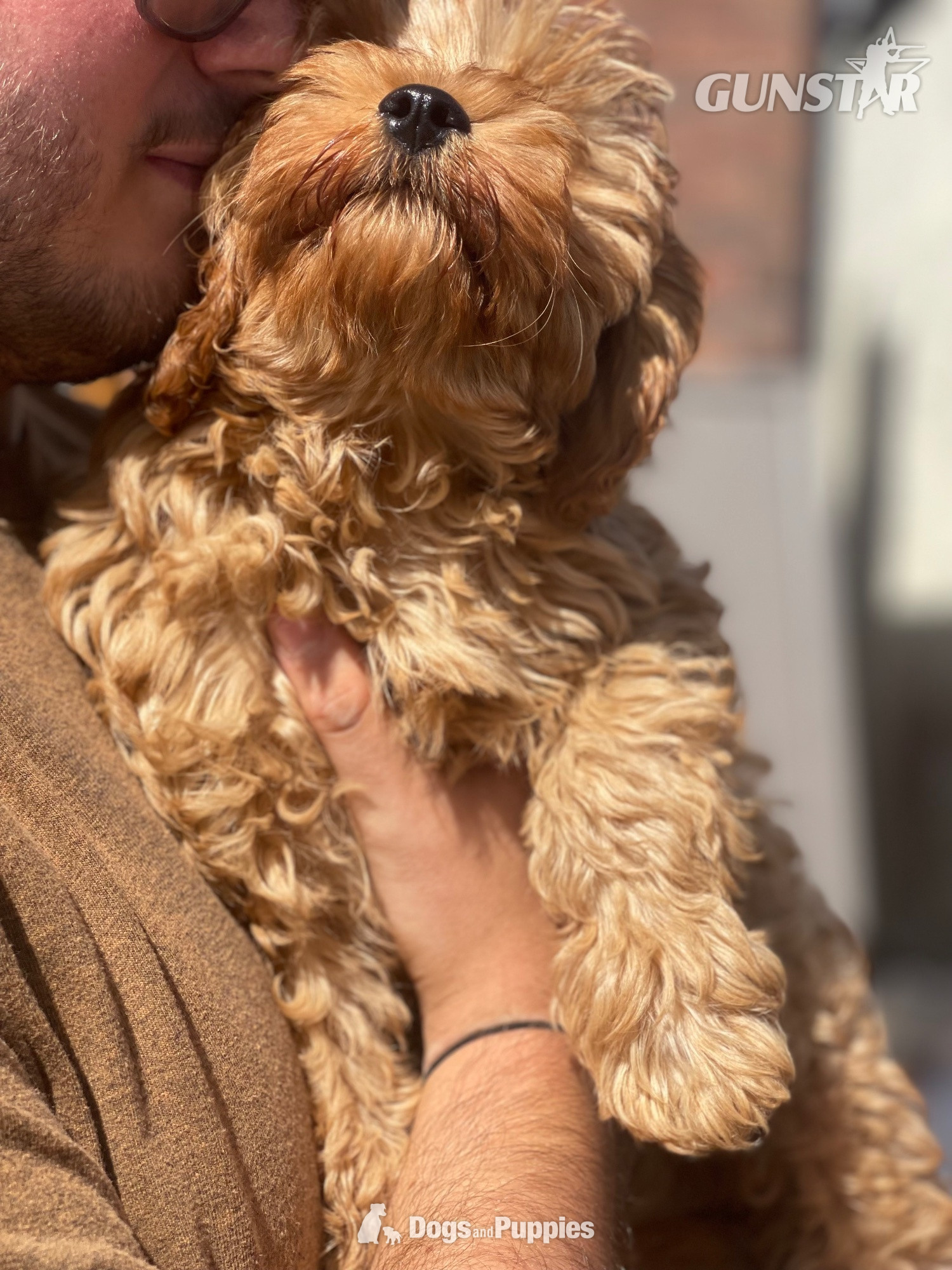 Extensively Health tested Cavapoo puppy  