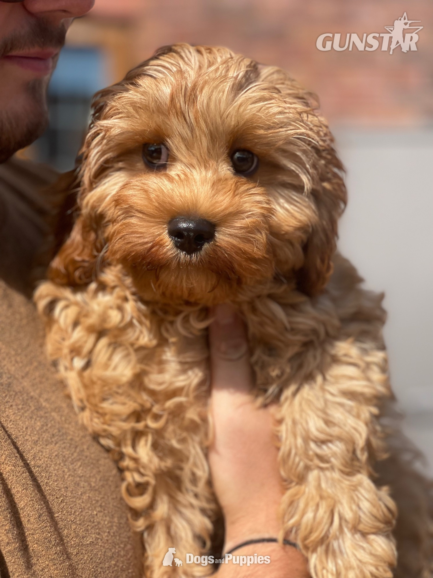 {CATEGORY} - Extensively Health tested Cavapoo puppy  in 