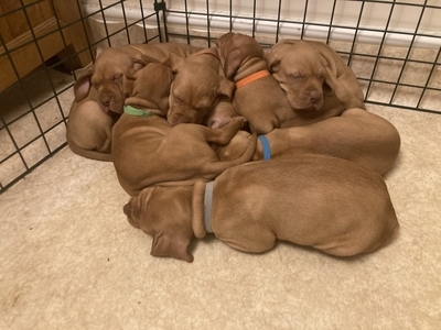 KC Reg, Fully Health Tested, Home Reared, Strong , Healthy Pups.