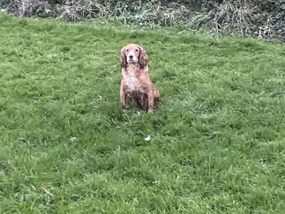 4 Year Old Cocker Bitch