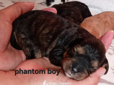 Cavapoo most  beautiful puppies poodle/cavapoo