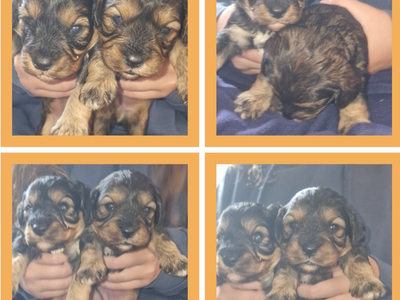 Cavapoo most  beautiful puppies poodle/cavapoo