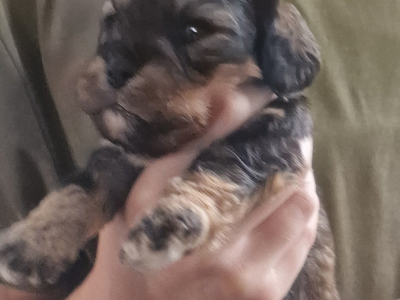 Cavapoo most  beautiful puppies poodle/cavapoo