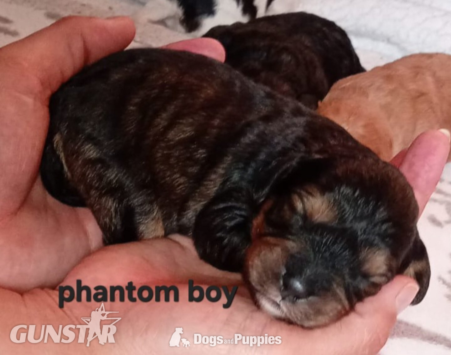 Cavapoo most  beautiful puppies poodle/cavapoo in 