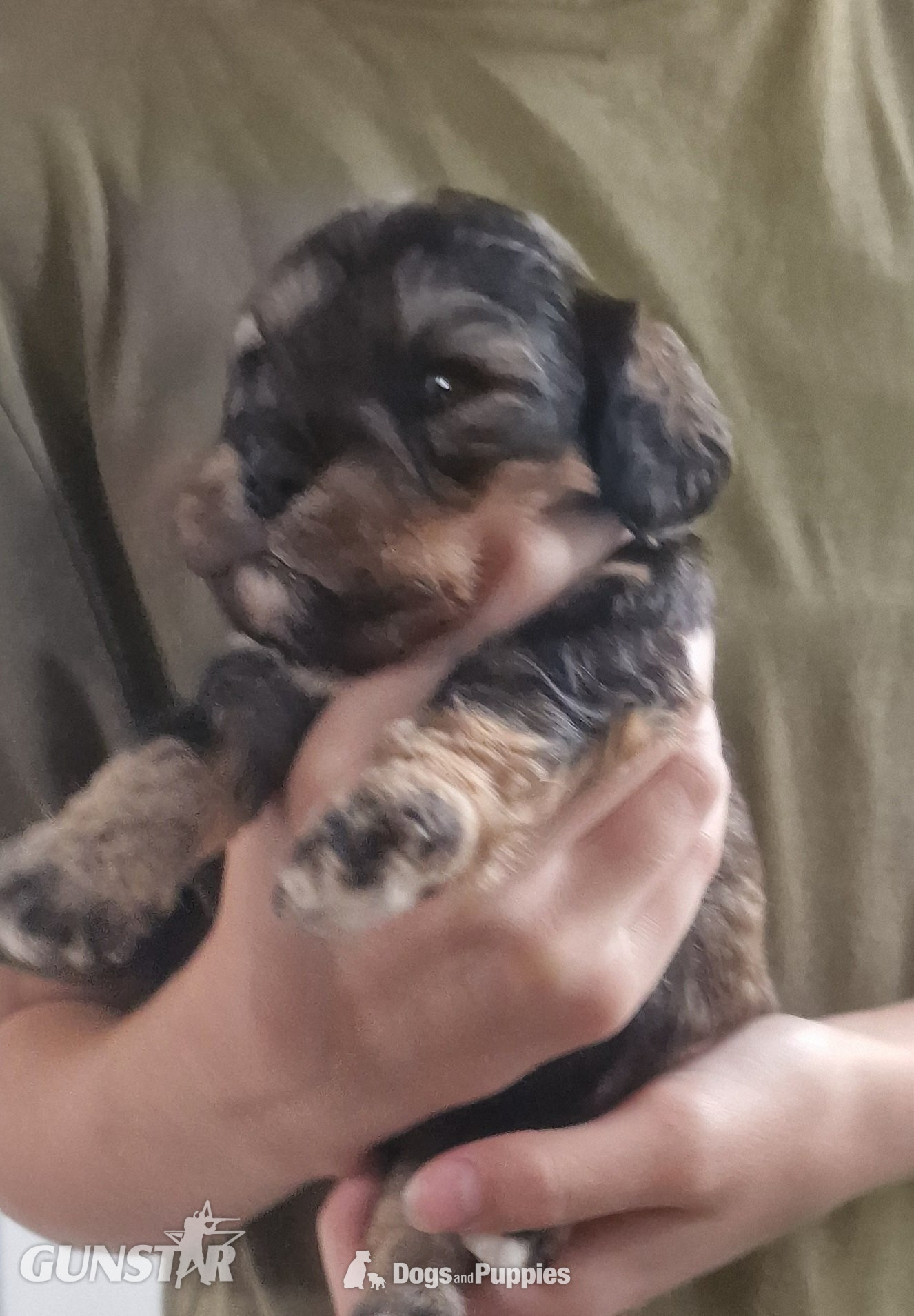 Cavapoo most  beautiful puppies poodle/cavapoo in 