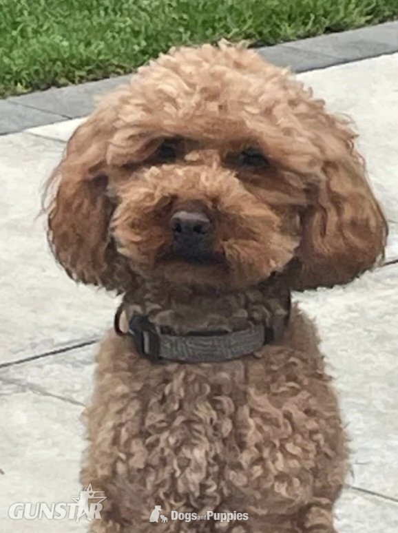 Cavapoo most  beautiful puppies poodle/cavapoo