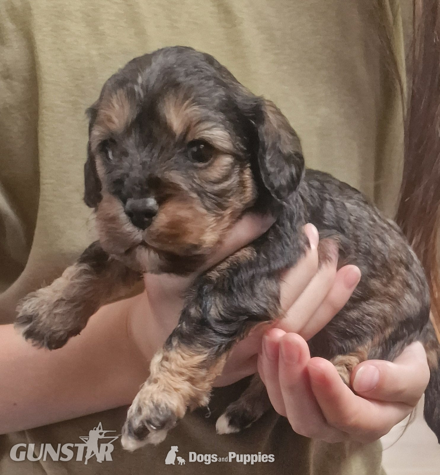  Cavapoo most  beautiful puppies poodle/cavapoo