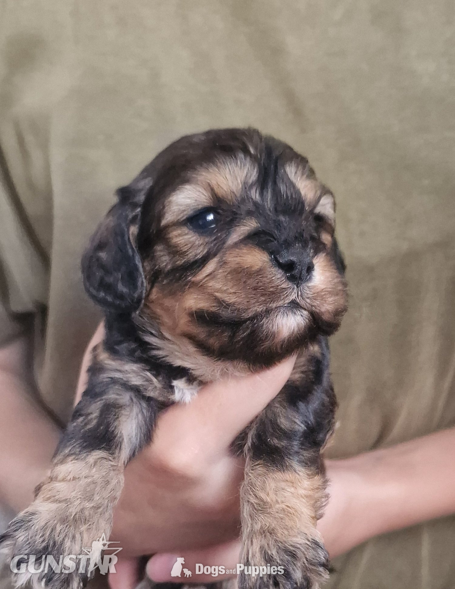 Cavapoo most  beautiful puppies poodle/cavapoo - {CATEGORY} in 