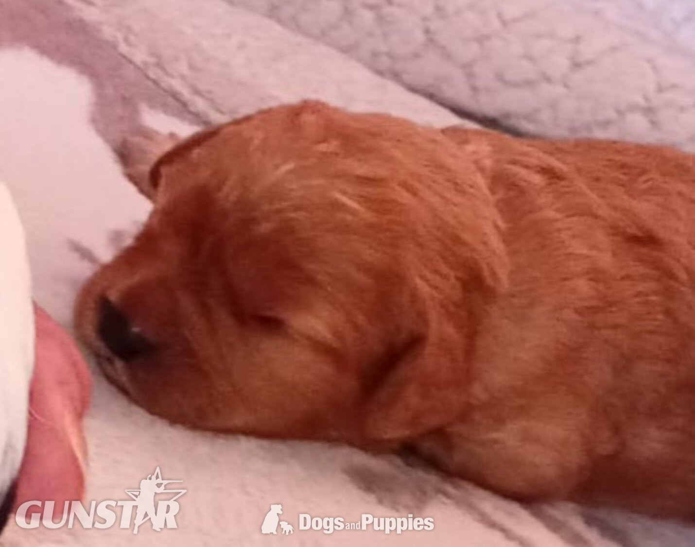 Cavapoo most  beautiful puppies poodle/cavapoo - {CATEGORY}