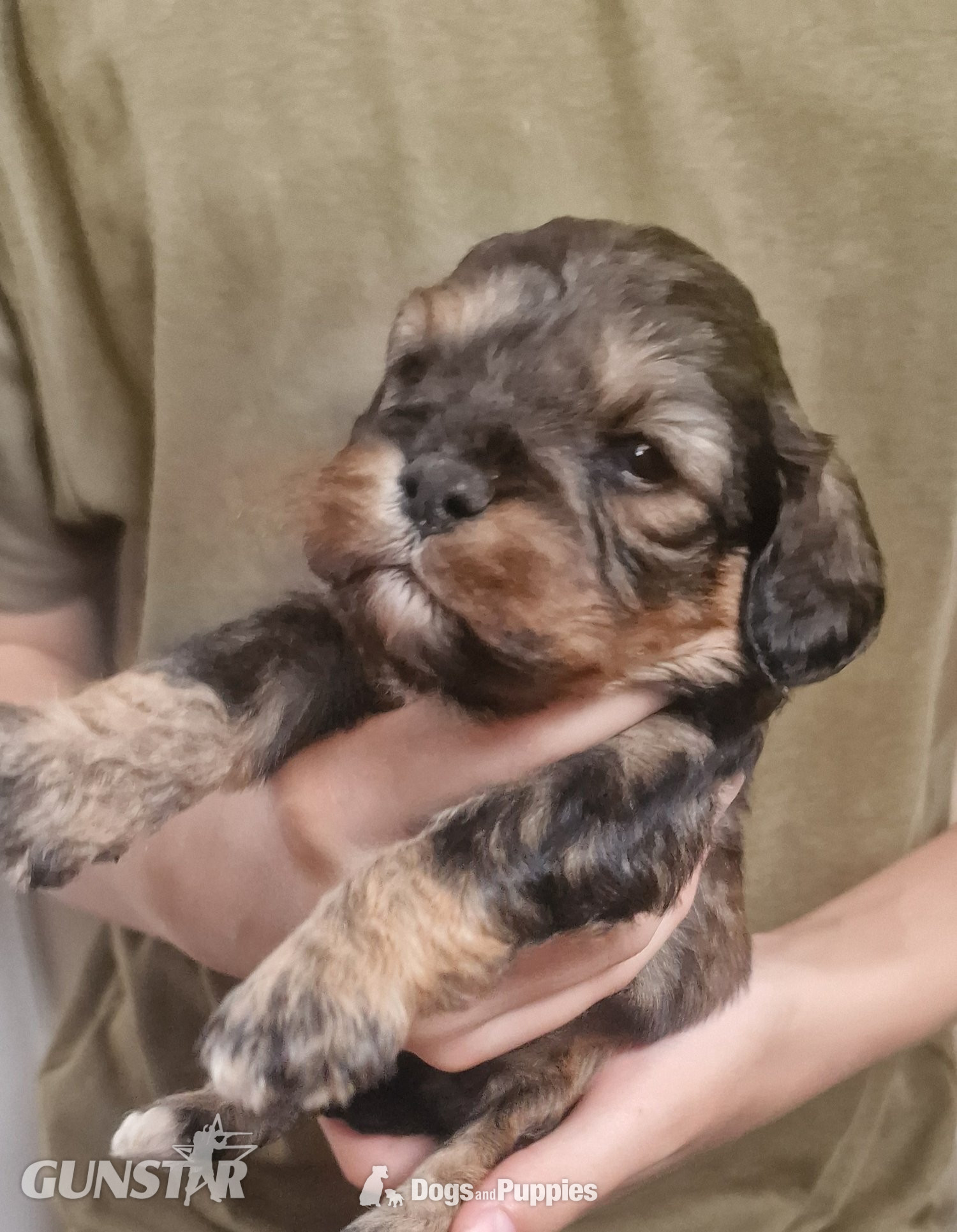 Cavapoo most  beautiful puppies poodle/cavapoo - {CATEGORY}