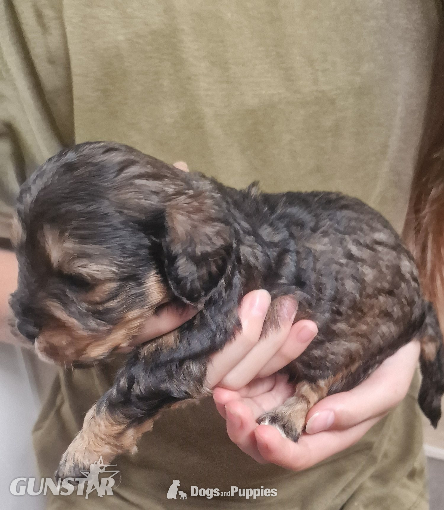 Cavapoo most  beautiful puppies poodle/cavapoo 