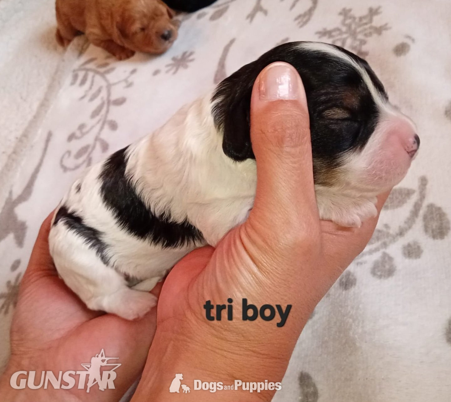 {CATEGORY} - Cavapoo most  beautiful puppies poodle/cavapoo in 