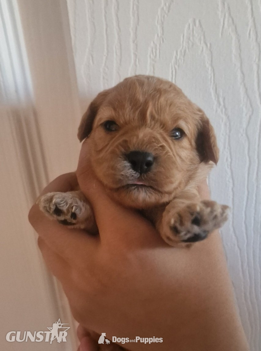 {CATEGORY} - Cavapoo most  beautiful puppies poodle/cavapoo