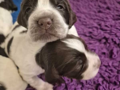 Sprocker Spaniel