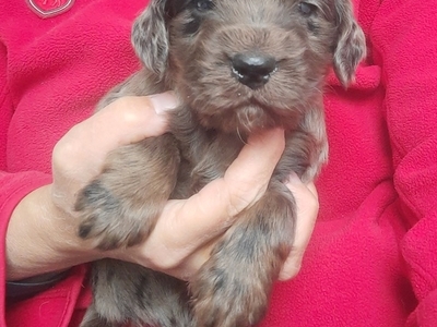 Gorgeous 7/8 Cocker Pups DNA Hereditary Clear