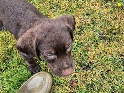 Pointer X Labrador X Pointer. Deer Management Dogs. Full Time Working Parents.