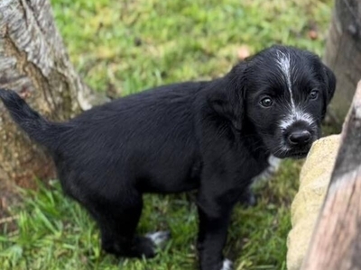 GWP X Lab Puppies