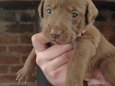 Chocolate Chesador Puppies - Chesapeake X Labrador