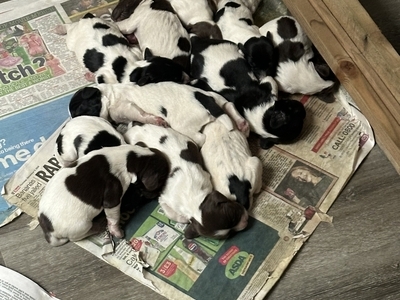 Springer Spaniel Puppies