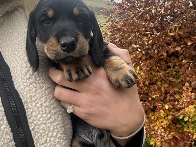 Two Dog Pups For Sale