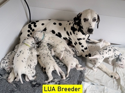  KC Show Quality Rare LUA Dalmatian Puppies