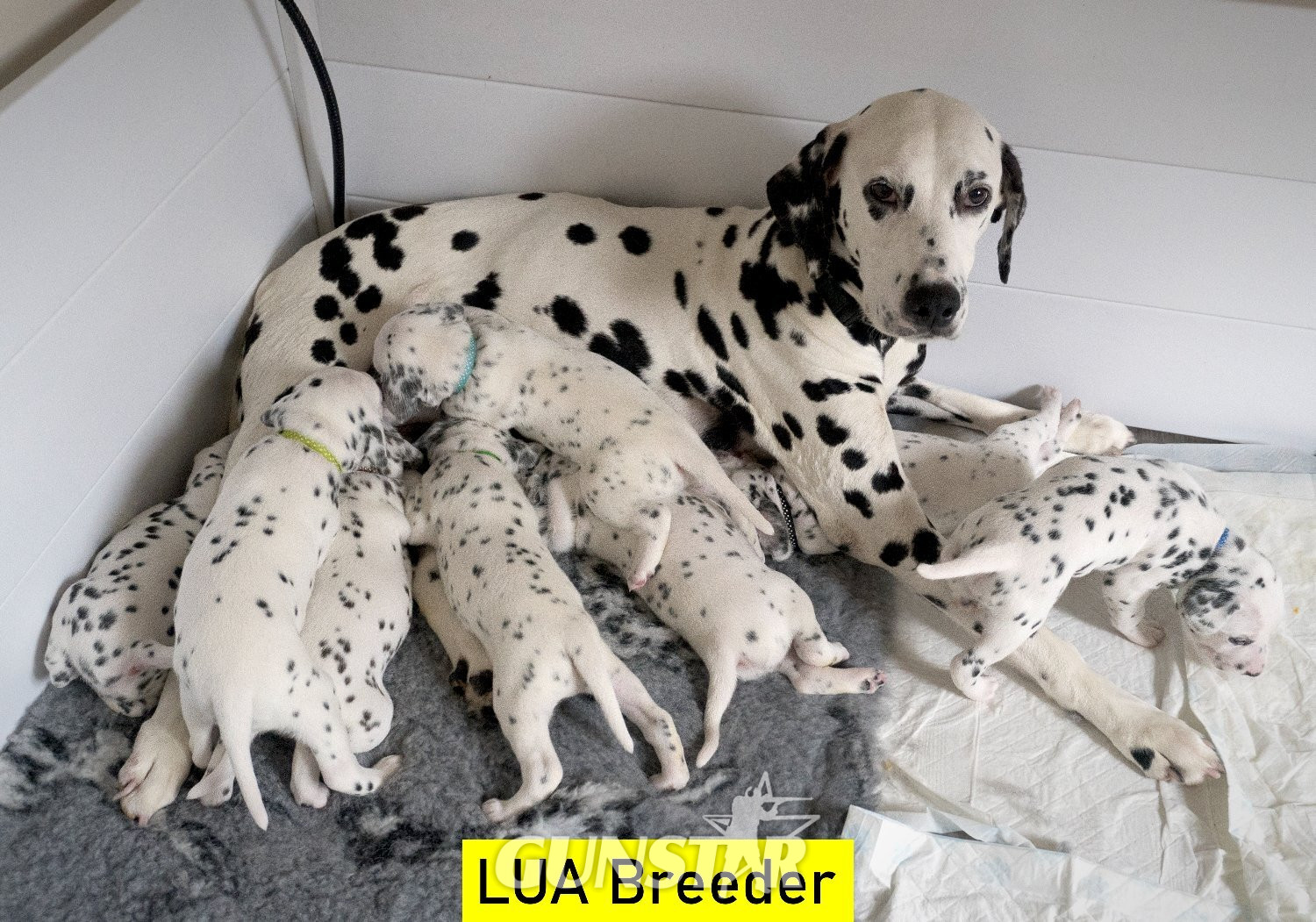 KC Show Quality Rare LUA Dalmatian Puppies in 