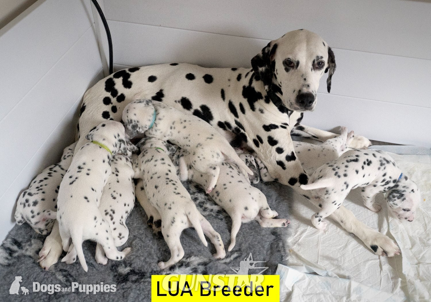  KC Show Quality Rare LUA Dalmatian Puppies in 