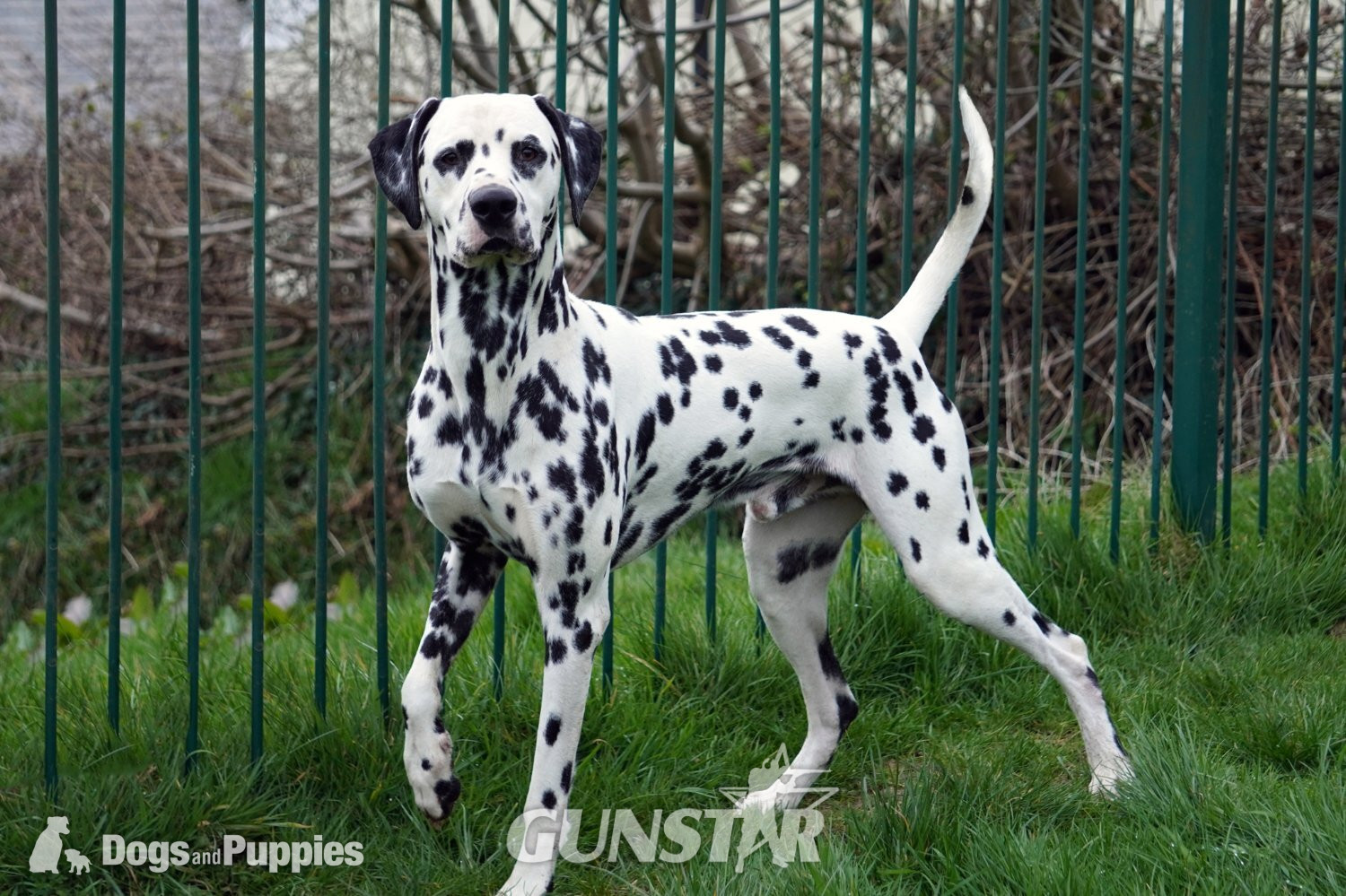  KC Show Quality Rare LUA Dalmatian Puppies
