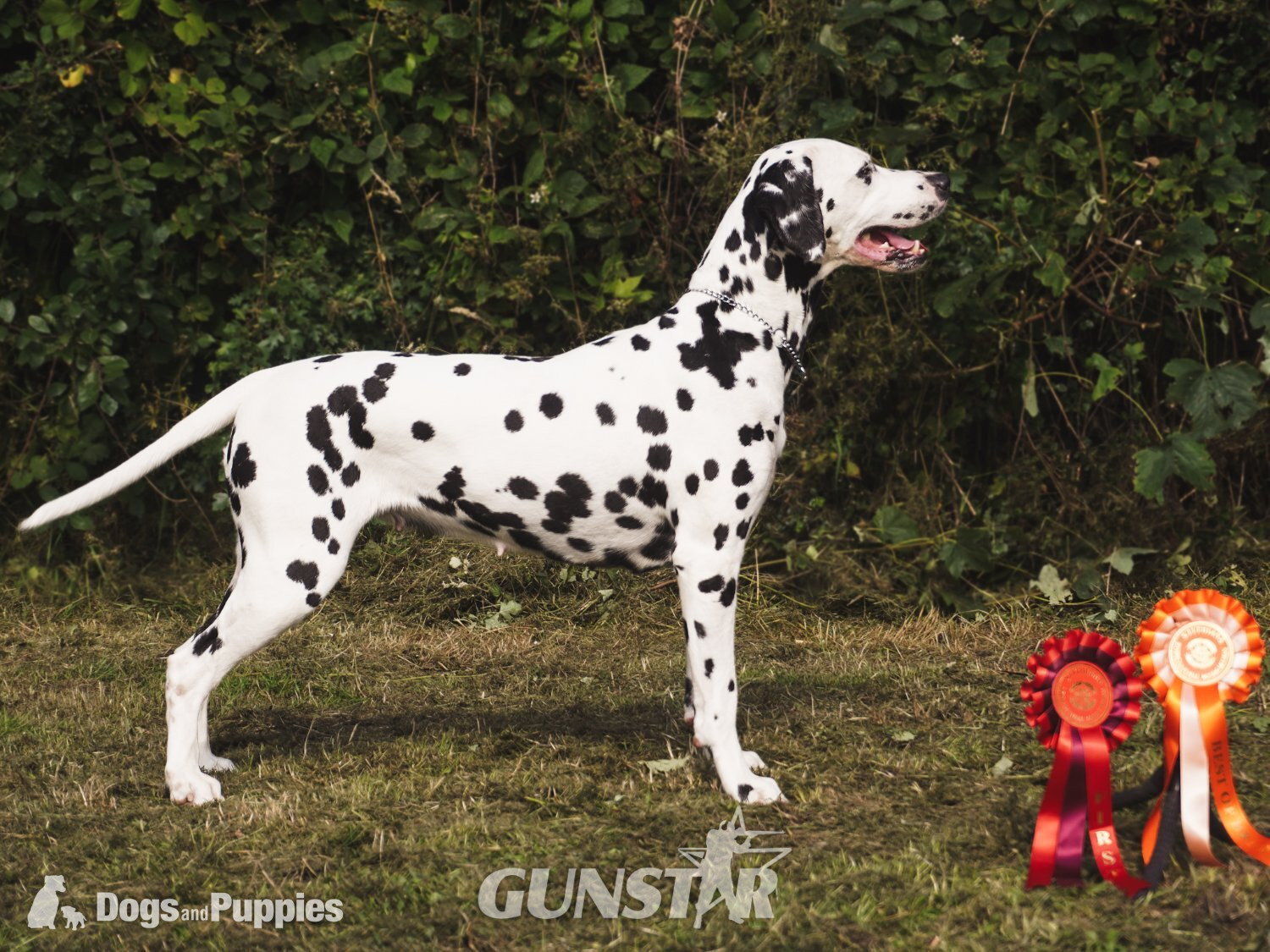   KC Show Quality Rare LUA Dalmatian Puppies