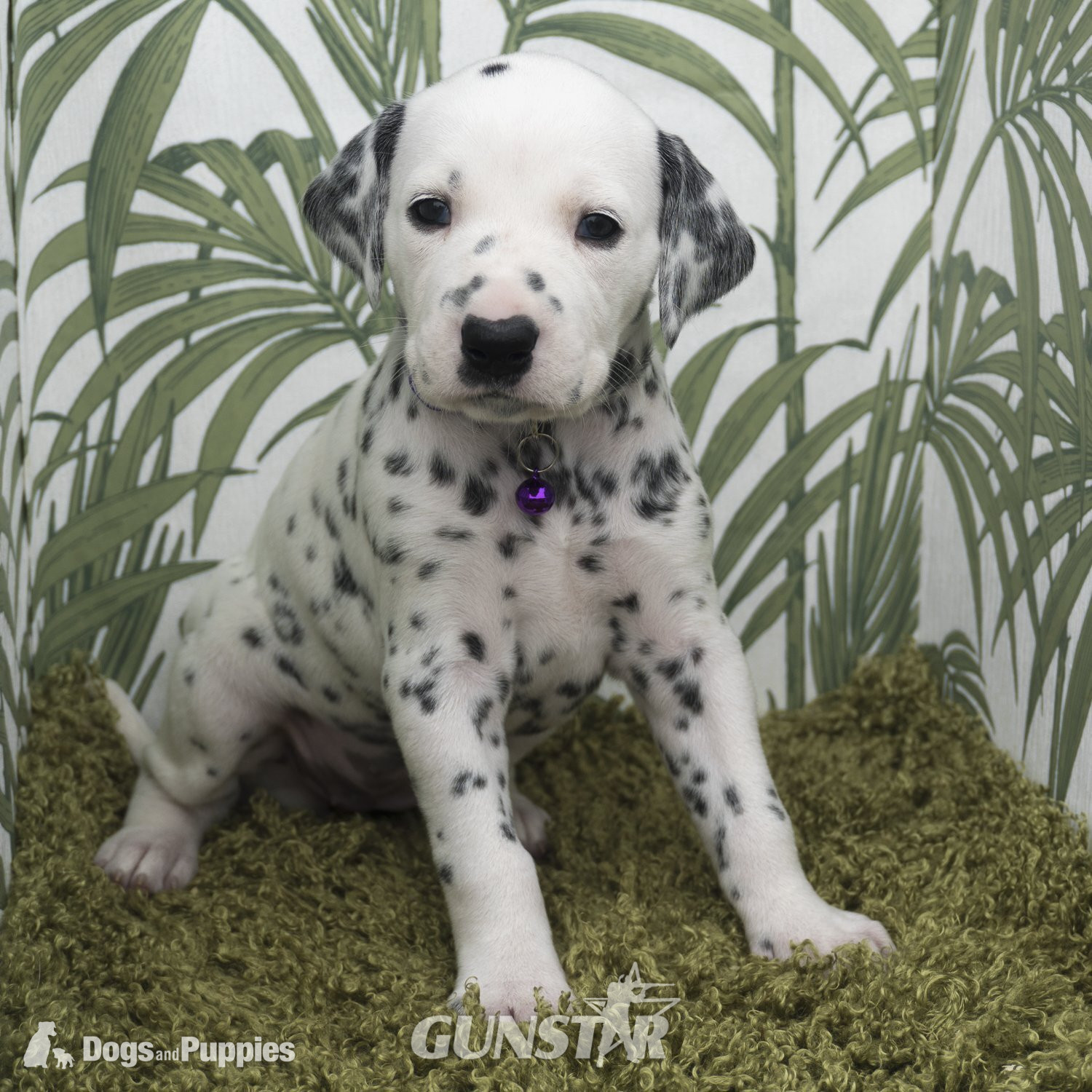  KC Show Quality Rare LUA Dalmatian Puppies - {CATEGORY} in 