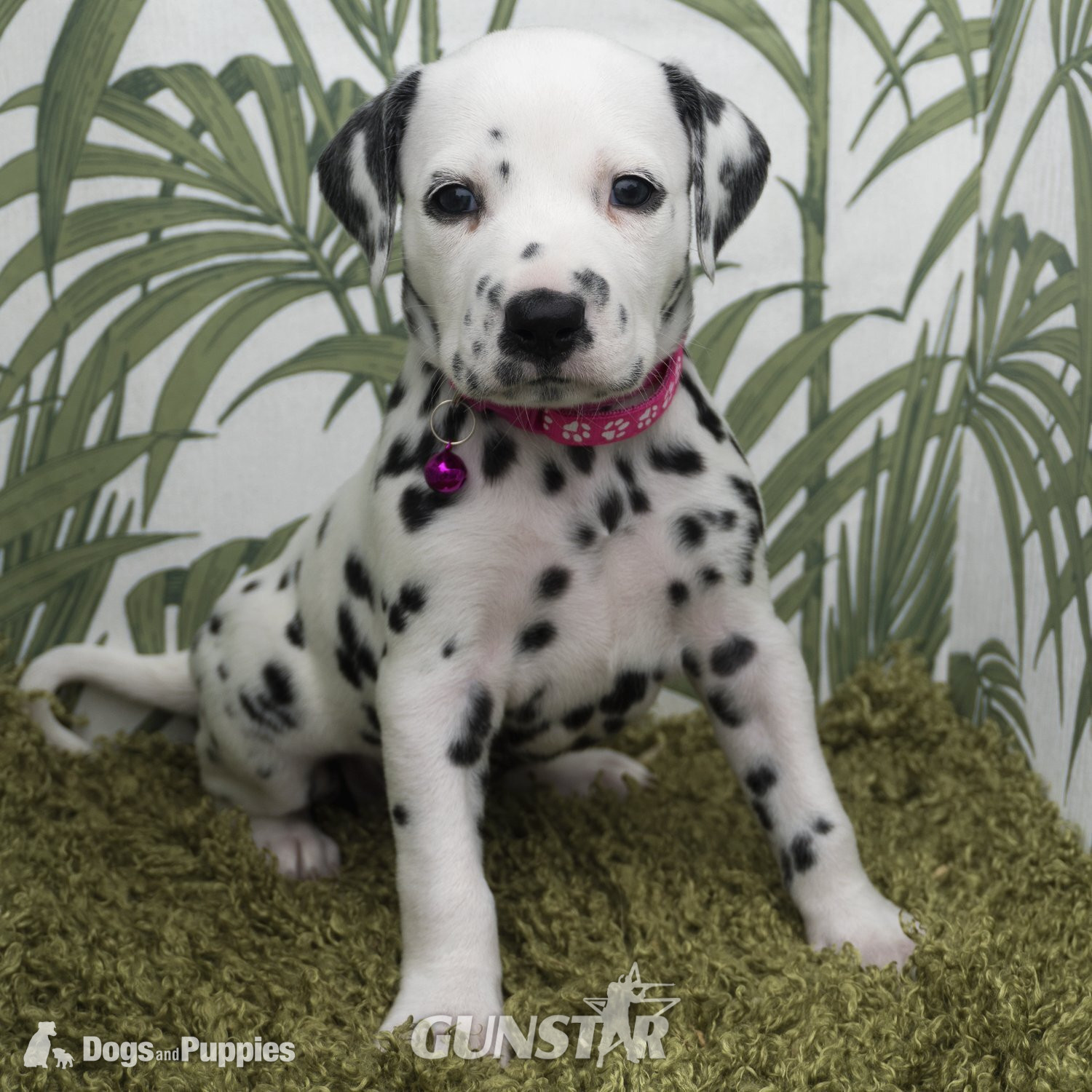  KC Show Quality Rare LUA Dalmatian Puppies - {CATEGORY}