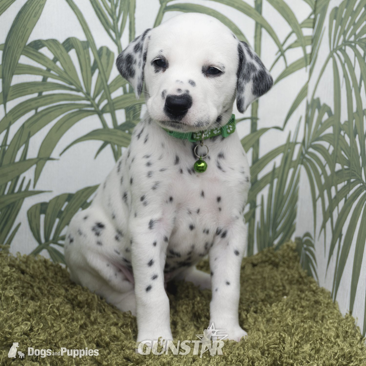  KC Show Quality Rare LUA Dalmatian Puppies 