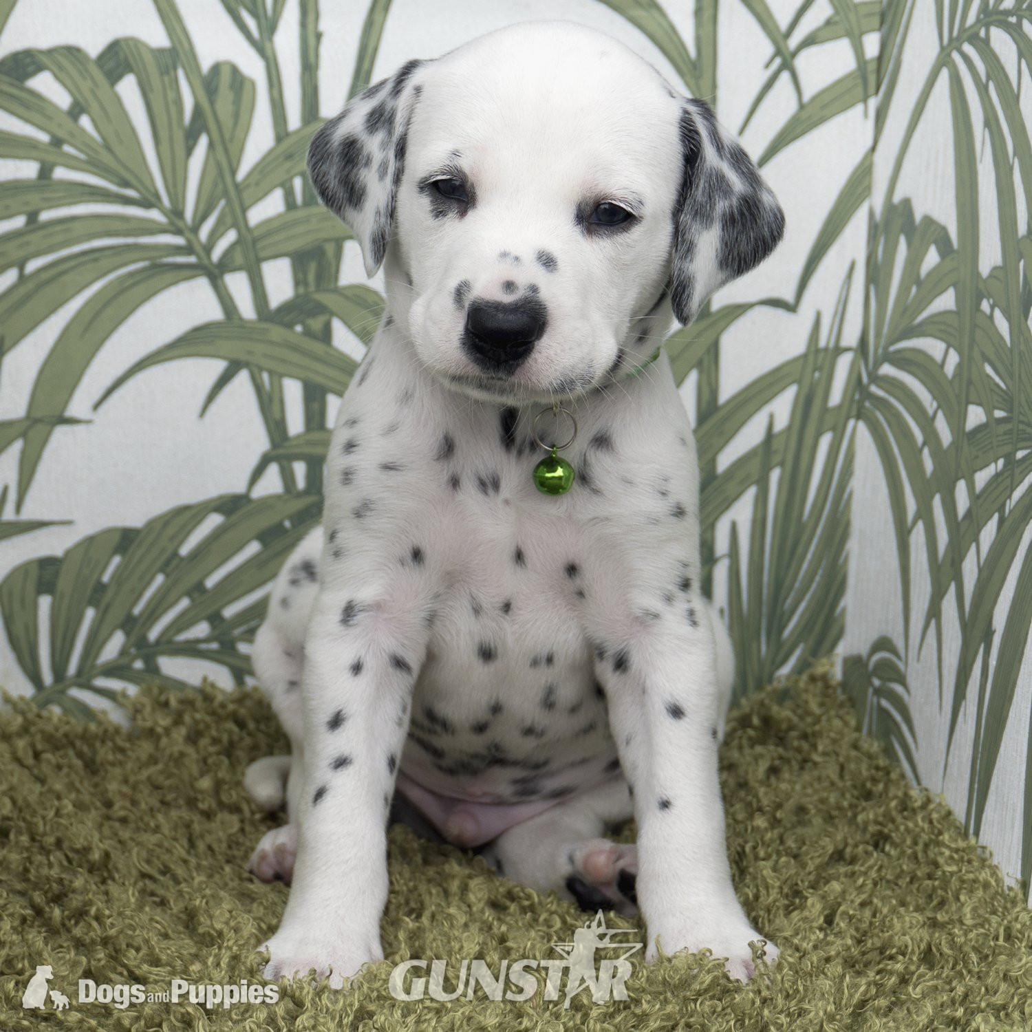 {CATEGORY} -  KC Show Quality Rare LUA Dalmatian Puppies in 