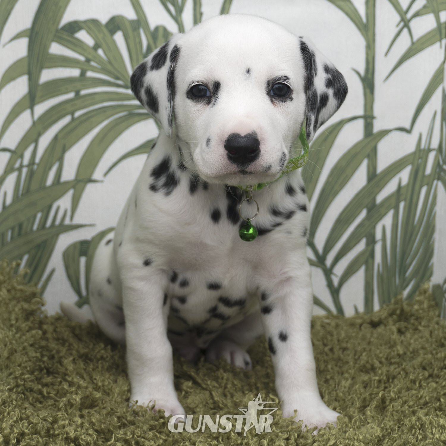 {CATEGORY} -  KC Show Quality Rare LUA Dalmatian Puppies