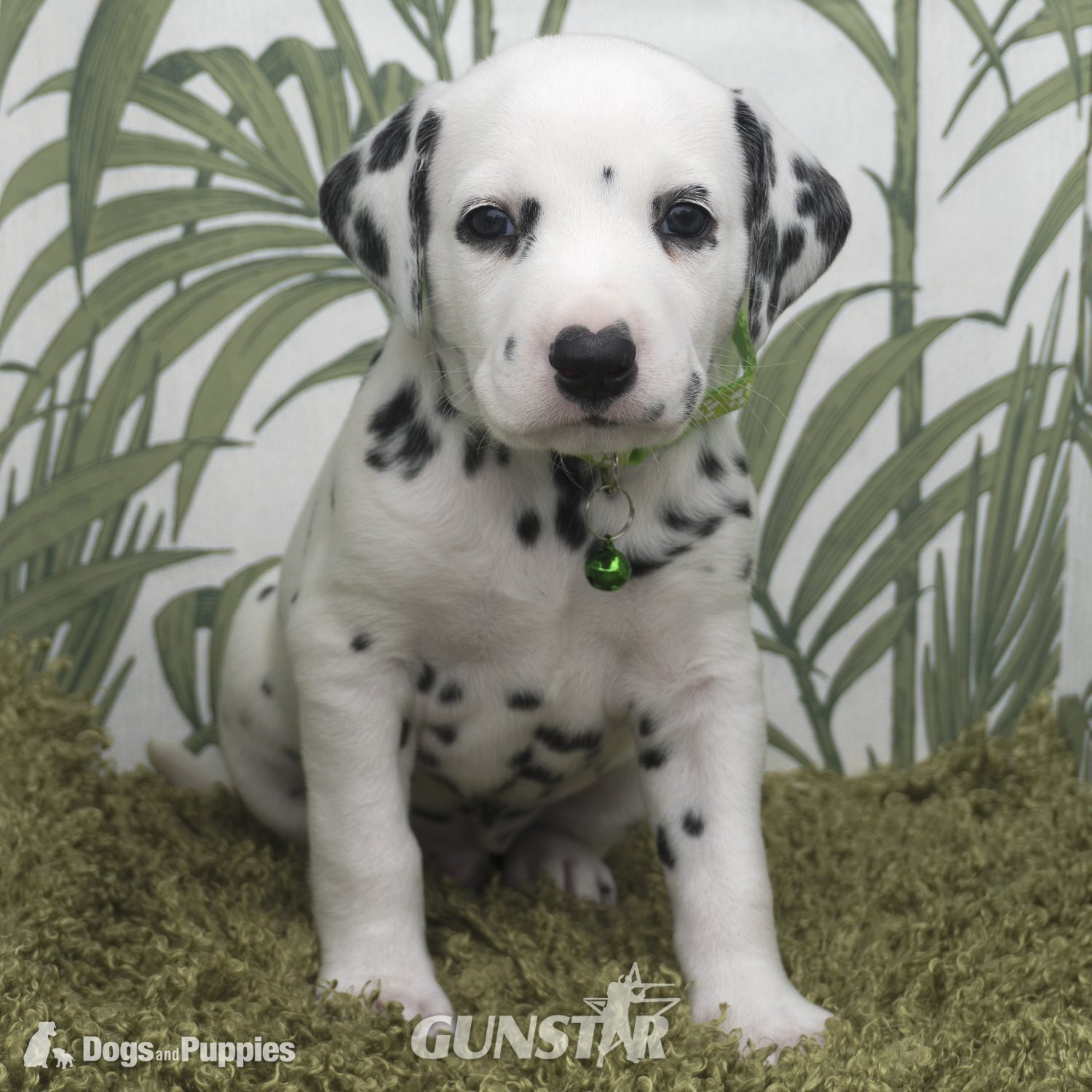 {CATEGORY} -  KC Show Quality Rare LUA Dalmatian Puppies