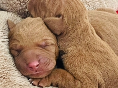 Hungarian Wirehaired Vizsla Pups - 2 Boys