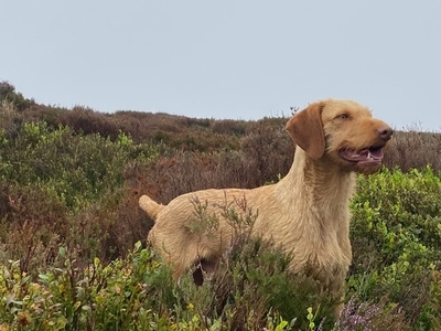 Top Class Hungarian Viszla Pups For Sale