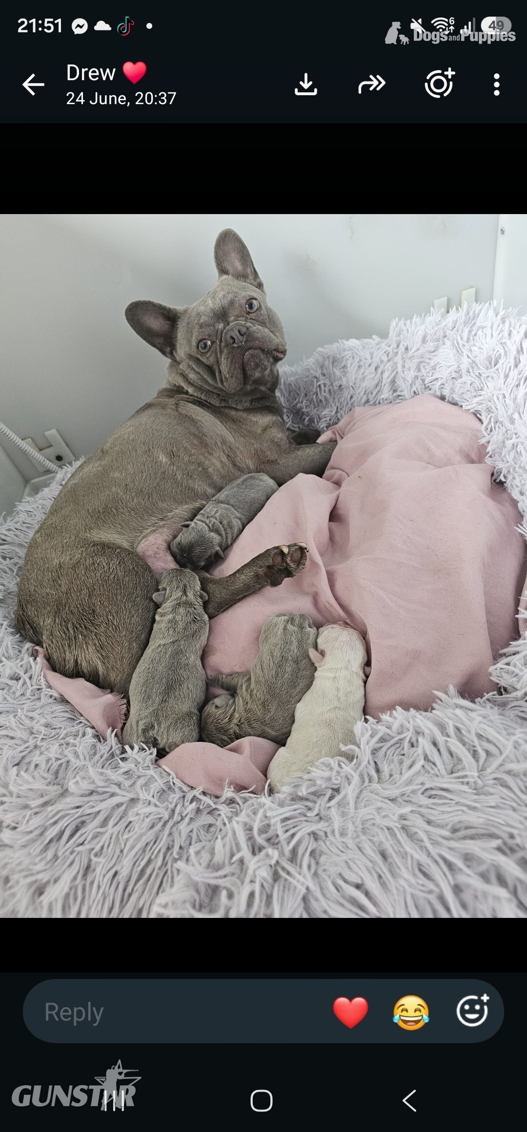 Stunning true to type French Bulldogs 