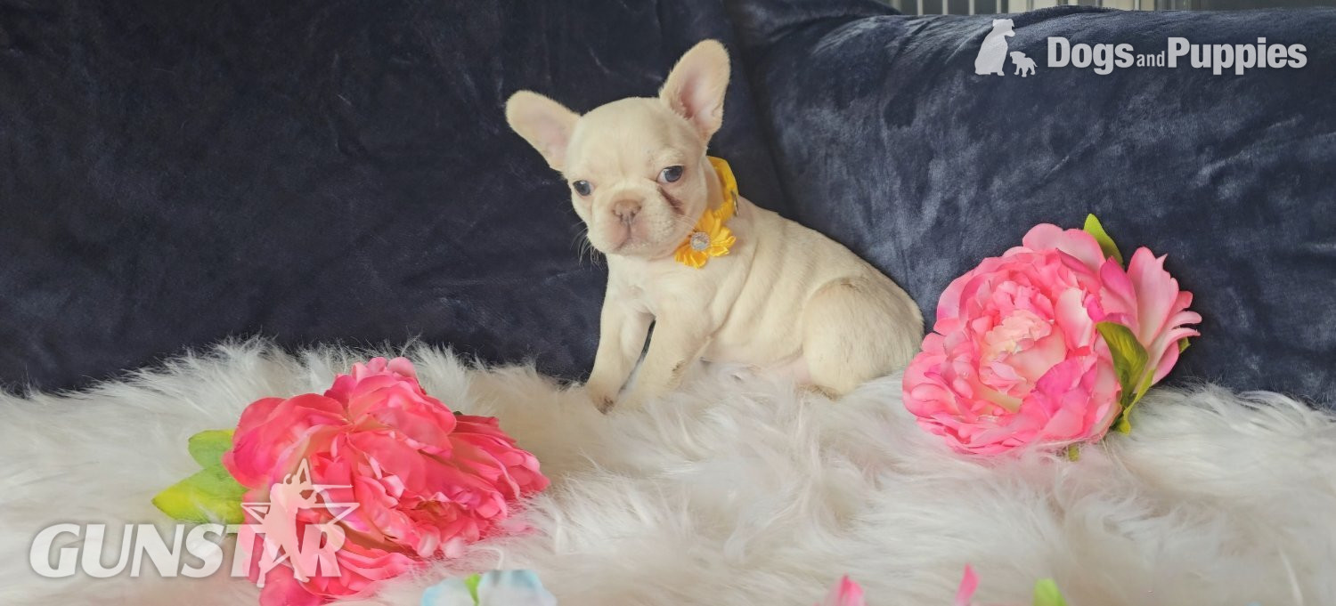 Stunning true to type French Bulldogs  - {CATEGORY} in 