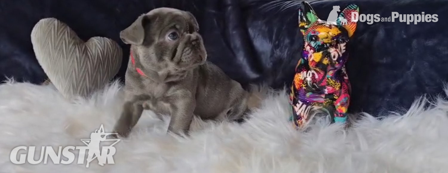 {CATEGORY} - Stunning true to type French Bulldogs 