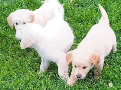 Golden Retriever puppies,vet checked and first vaccination ready 