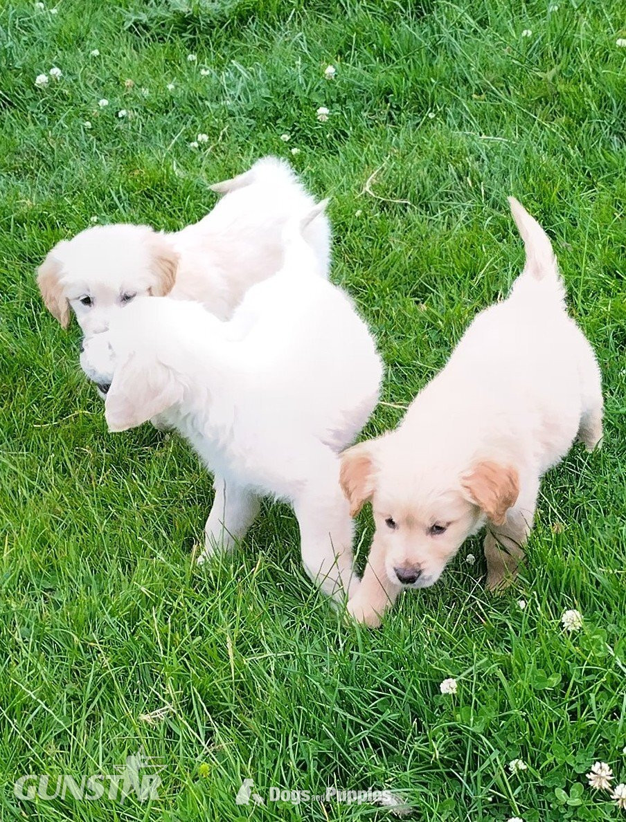 Golden Retriever puppies,vet checked and first vaccination ready  in 