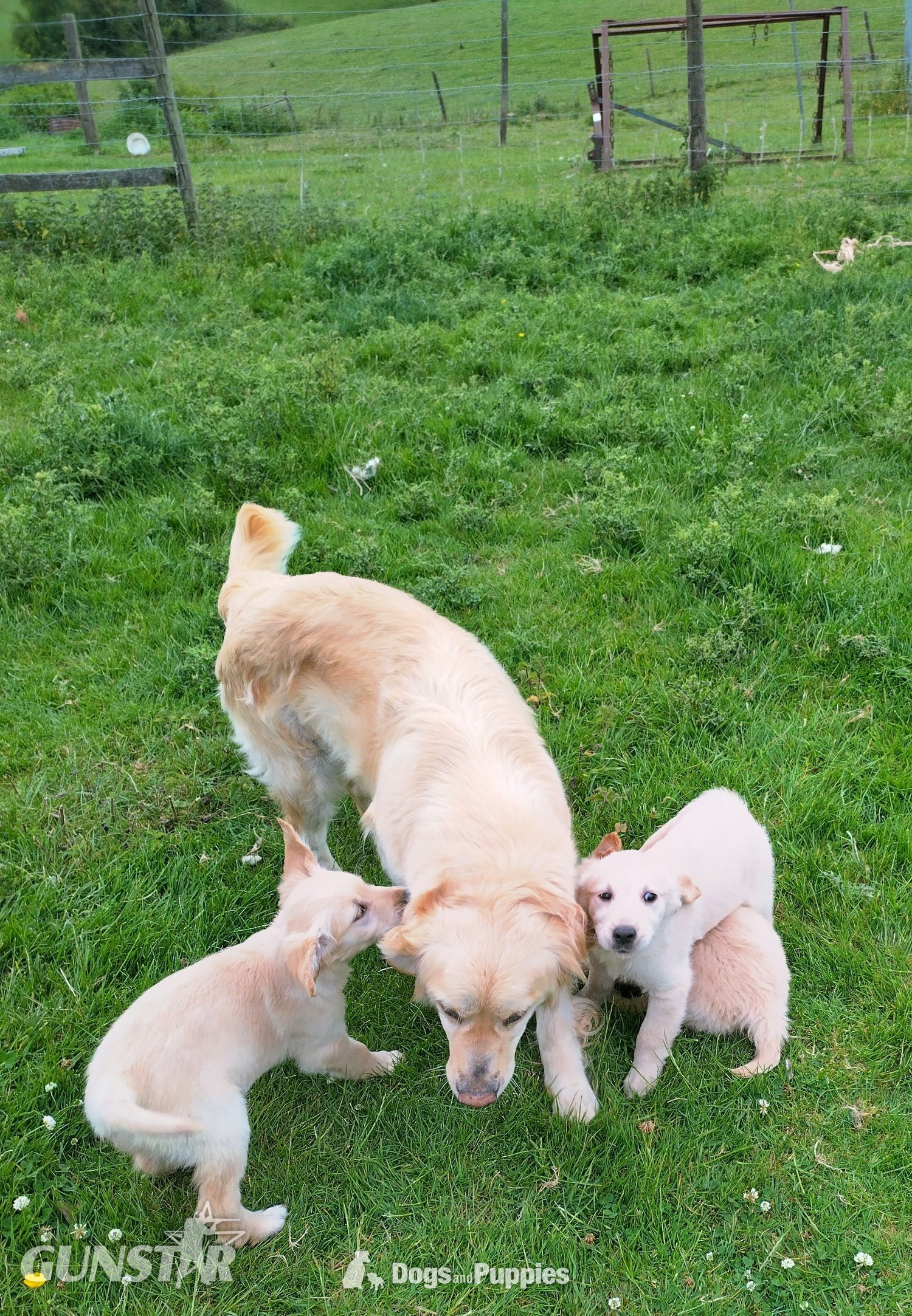 Golden Retriever puppies,vet checked and first vaccination ready 